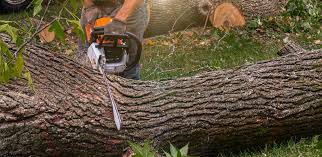 How Our Tree Care Process Works  in Millington, TN